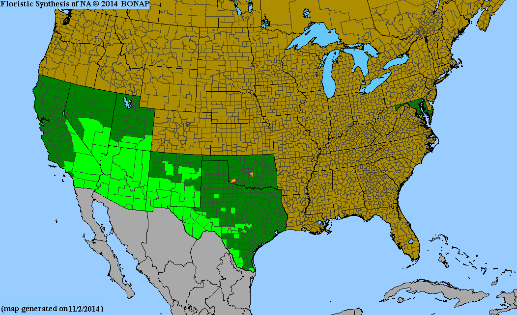 County distribution map of Nicotiana obtusifolia - Desert Tobacco